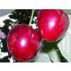 Třešeň 'Margit'  Prunus avium 'Margit'