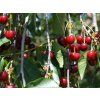 Višeň 'Erdská jubilejní'  Prunus cerasus 'Erdská jubilejní'