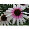 Třapatka 'Fountain Pink Eye' - Echinacea Fountain Pink Eye'  Echinacea 'Fountain Pink Eye'