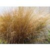 Ostřice Buchananova 'Red Rooster' - Carex buchananii 'Red Rooster'  Carex buchananii 'Red Rooster'