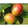 Jabloň 'Notarisappel'  Malus domestica 'Notarisappel'