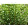 Kapraď rezavá 'Cristata' - Dryopteris affinis 'Cristata'  Dryopteris affinis 'Cristata'
