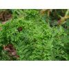 Kapraď rezavá 'Cristata' - Dryopteris affinis 'Cristata'  Dryopteris affinis 'Cristata'