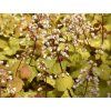 Dlužicha 'Champagne' - Heuchera 'Champagne'  Heuchera 'Champagne'