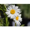 Leucanthemum 'Sweet Daisy Rebecca' (1)