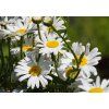Leucanthemum 'Sweet Daisy Rebecca' (2)