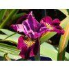 Iris Miss Apple