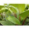 Bohyška 'Gooseberry Sundae' - Hosta 'Gooseberry Sundae'  Hosta 'Gooseberry Sundae'