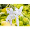 Bohyška 'Stained Glass' -  Hosta 'Stained Glass'  Hosta 'Stained Glass'