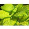 Bohyška 'Stained Glass' -  Hosta 'Stained Glass'  Hosta 'Stained Glass'