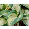 Bohyška Sieboldova 'Hans' - Hosta Sieboldova 'Hans'  Hosta Sieboldova 'Hans'