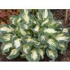 Bohyška Sieboldova 'Hans' - Hosta Sieboldova 'Hans'  Hosta Sieboldova 'Hans'