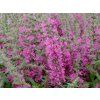 Kyprej vrbice 'Pink Blush' - Lythrum salicaria 'Pink Blush'  Lythrum salicaria 'Pink Blush'