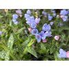 Plicník úzkolistý  'Twinkle Toe' - Pulmonaria angustifolia 'Twinkle Toe'  Pulmonaria angustifolia 'Twinkle Toe'