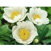 Pivoňka čínská 'Jan van Leeuwen' - Paeonia lactiflora 'Jan van Leeuwen'  Paeonia lactiflora 'Jan van Leeuwen'