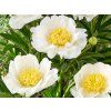 Pivoňka čínská 'Jan van Leeuwen' - Paeonia lactiflora 'Jan van Leeuwen'  Paeonia lactiflora 'Jan van Leeuwen'