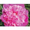 Pivoňka čínská 'Mme Emile Debatene' - Paeonia lactiflora 'Mme Emile Debatene'  Paeonia lactiflora 'Mme Emile Debatene'