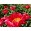 Pivoňka čínská 'Montezuma' - Paeonia lactiflora 'Montezuma'  Paeonia lactiflora 'Montezuma'