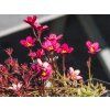 Lomikámen Arendsův 'Ice Colours Red' - Saxifraga x arendsii 'Ice Colours Red'  Saxifraga x arendsii 'Ice Colours Red'