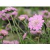 Hlaváč fialový 'Pink Mist' - Scabiosa columbaria 'Pink Mist'  Scabiosa columbaria 'Pink Mist'