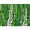 129379 129379 129379 129379 rozrazil dlouholisty first choice veronica longifolia first choice