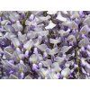 Vistárie čínská Grande Diva 'Maria'  Wisteria sinensis Grande Diva 'Maria'