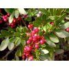 Řečík lentišek - Pistacia lentiscus  Pistacia lentiscus