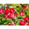 Rosa So Zen (1)