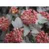 Tavola kalinolistá 'Red Baron'  Physocarpus opulifolius 'Red Baron'