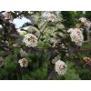 Tavola kalinolistá 'Red Baron'  Physocarpus opulifolius 'Red Baron'