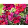 Trýzel 'Red Jep' - Erysimum 'Red Jep'  Erysimum 'Red Jep'