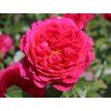 Stromková růže 'Soul®'  Rosa 'Soul®'