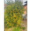 Citronečník trojlistý 'Flying Dragon'  Poncirus trifoliata 'Flying Dragon'