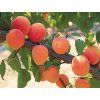 Meruňka zakrslá 'Garden Aprigold' - kontejner  Prunus armeniaca 'Garden Aprigold'