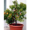 Meruňka zakrslá 'Garden Aprigold' - kontejner  Prunus armeniaca 'Garden Aprigold'