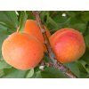 Meruňka zakrslá 'Garden Aprigold' - kontejner  Prunus armeniaca 'Garden Aprigold'