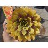 129805 1 netresk chick charms gold nugget sempervivum chick charms gold nugget