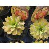 129805 2 netresk chick charms gold nugget sempervivum chick charms gold nugget
