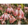Vřesovec cerinthoides  Erica cerinthoides