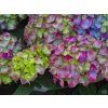 Hydrangea macrophylla 'Ningbo' Purple