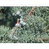 glauca2