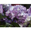 Hydrangea macrophylla Ave Blue (1)