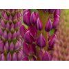 Lupinus West Country Masterpiece (1)