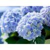 evolution blue