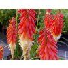 130249 1 130249 1 130249 1 mnohokvet amazing fun kniphofia amazing fun