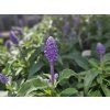 Šalvěj pomoučená - Salvia farinacea  Salvia farinacea