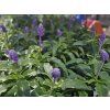 Šalvěj pomoučená - Salvia farinacea  Salvia farinacea