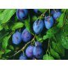 Švestka 'Hauszwetsche' - kontejner  Prunus domestica 'Hauszwetsche'