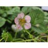Jahodník 'Roman' - stáleplodící  Fragaria x ananassa 'Roman'