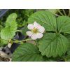 Jahodník 'Roman' - stáleplodící  Fragaria x ananassa 'Roman'